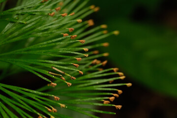 Naklejka na ściany i meble Comb Ferns Genus Schizaea with green background
