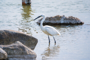 The small white heron or Little egret stands in the lake