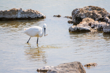 The small white heron or Little egret stands in the lake with fish in its beak.