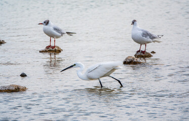 The small white heron or Little egret stands in the lake