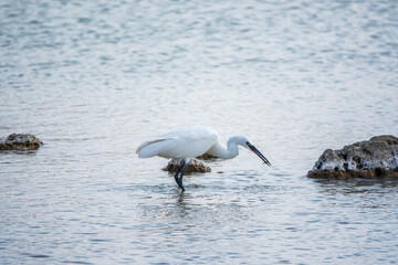 The small white heron or Little egret stands in the lake with fish in its beak.