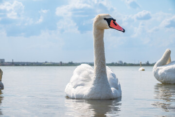 Fototapeta premium Graceful white Swan swimming in the lake, swans in the wild. Portrait of a white swan swimming on a lake.