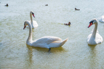 Three graceful white swans swims in the lake, swans in the wild.