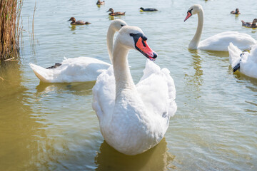 Obraz premium Three graceful white swans swims in the lake, swans in the wild.