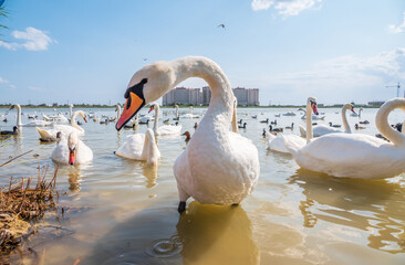 A large flock of graceful white swans swims in the lake., swans in the wild