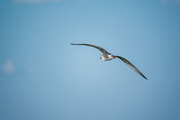Seagull flying in clear sky at summer day.