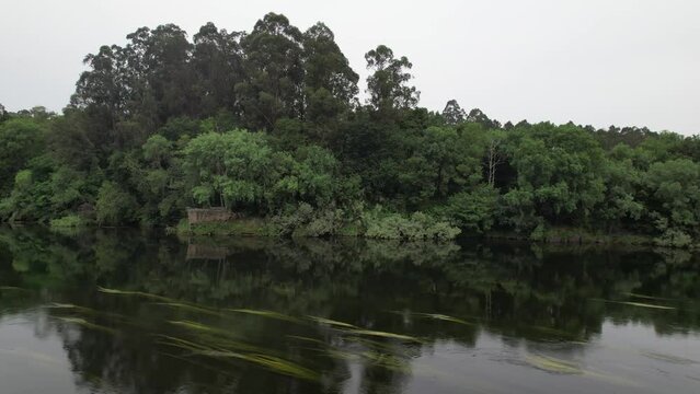 Riverside Forest with Gren Trees. Nature Landscape