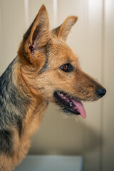 Red dog in a veterinary clinic. Cute dog on examination at a reception by a veterinarian
