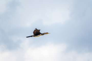 Black Cormorant flying in blue sky. The great cormorant, Phalacrocorax carbo