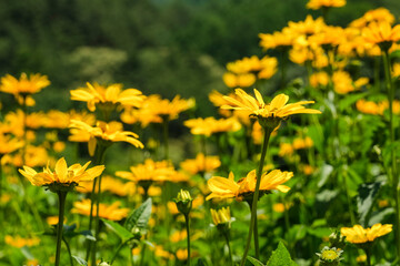 夏の日差しに映える姫ひまわりの花