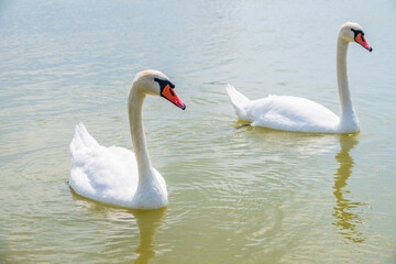Two Graceful white Swans swimming in the lake, swans in the wild