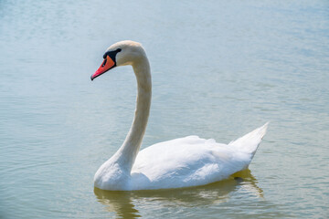 Obraz na płótnie Canvas Graceful white Swan swimming in the lake, swans in the wild. Portrait of a white swan swimming on a lake.