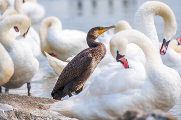 Obraz premium Great cormorant stands among white swans on the lake shore