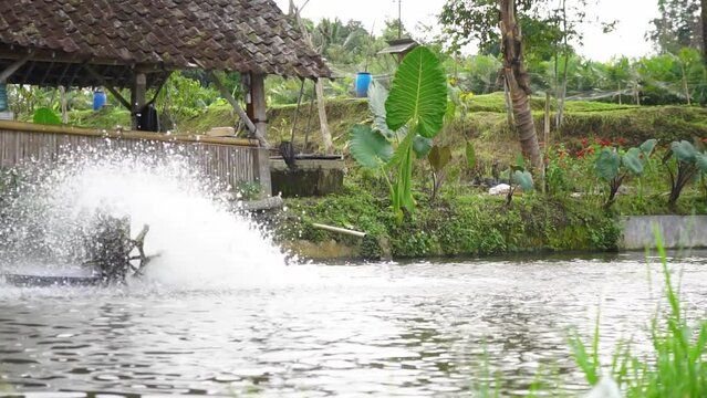 Red tilapia farm pond with a waterwheel system for circulating water and oxygen in an artificial pond where the water is very clear