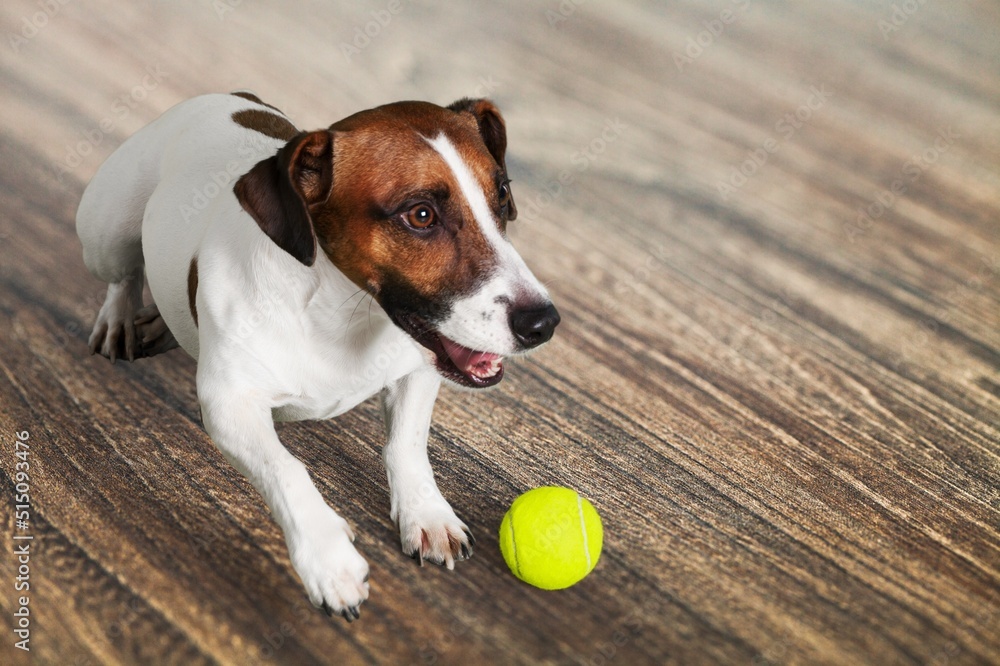 Poster Cute puppy playing with rubber ball at home.