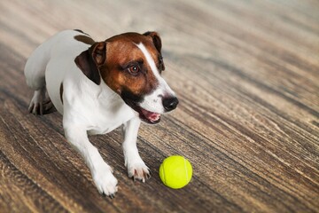 Cute puppy playing with rubber ball at home.