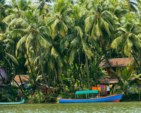 Stunning view of village covered with coconut trees at the river bank in Honnavar