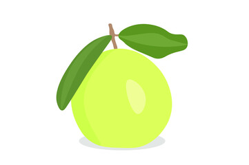 Psidium Guajava vector illustration. Fresh green guava (tropical fruit) isolated on white background.