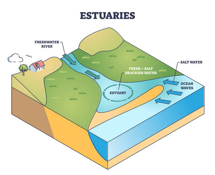 Estuaries water body structure with salt and freshwater outline diagram. Labeled educational scheme with river stream flow to ocean and mixing water formation vector illustration. Geological process.