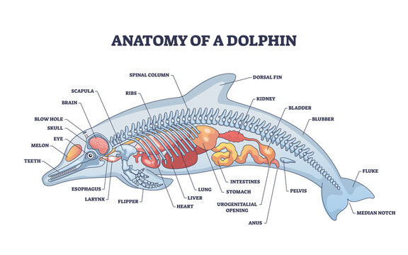Fish Anatomy Images – Browse 15,241 Stock Photos, Vectors, and Video