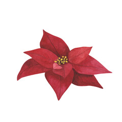 Christmas plant red poinsettia isolated on white background. Watercolor hand drawn Xmas illustration. Art for design