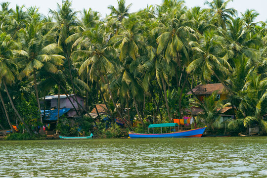 Stunning view of village covered with coconut trees at the river bank