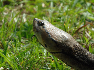 Curious turtle with grass in background