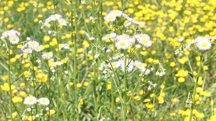 Obraz premium field of yellow flowers