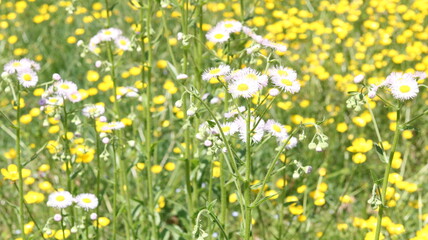 field of yellow flowers