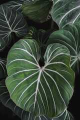 Obraz premium Green leaf in dark tones on a black background.Tropical green leaves Ideas for websites, banner and wallpaper. 