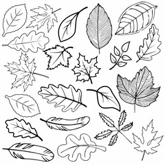 Various Leaf Design Vector Illustration