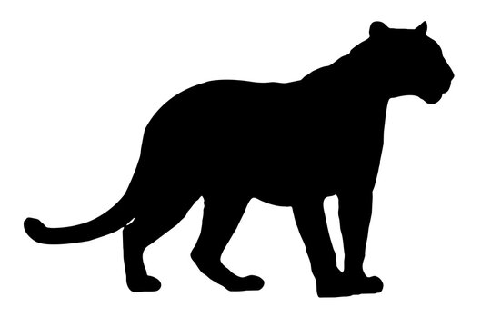 black silhouette of a panther on a white background