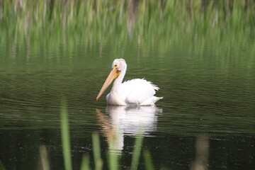 Majestic Pelican, Pylypow Wetlands, Edmonton, Alberta