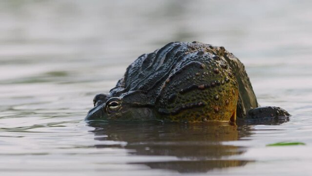 Couple African Bullfrogs Having Fun Mating In A Pond. - Selective Focus