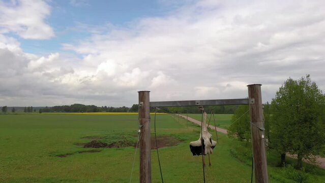 Electrical Wires with Dead Bird Stuck in them, Aerial Pedestal Down
