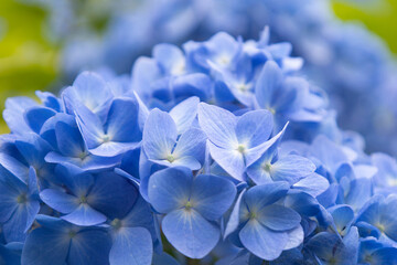 鮮やかな青い紫陽花のアップ