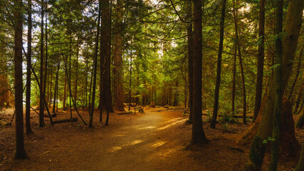 Light filtering through trees on urban forest walk at Rocky Point Park in Port Moody, BC.