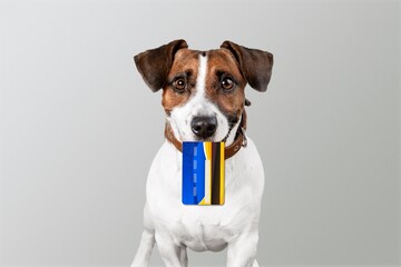 Cute puppy dog holding bank credit card in mouth, waiting online sale. Shopping investment banking finance concept