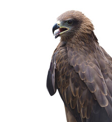 Black kite Milvus (Milvus migrans) isolated on a white background