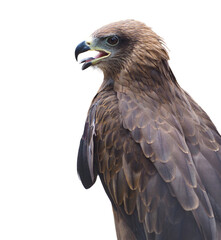 Black kite Milvus (Milvus migrans) isolated on a white background