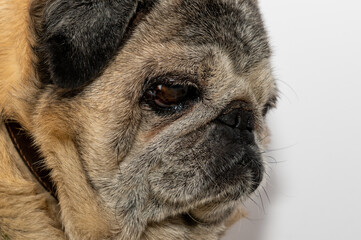 Close-up portrait of old mops. Cute pug dog.