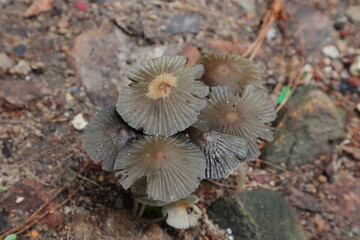 Close up of a cluster of brown color mushrooms blooms on dirty ground