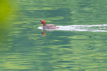 湖面を自由に泳ぐカイツブリ