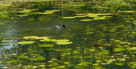 Black bird moving calmly on river