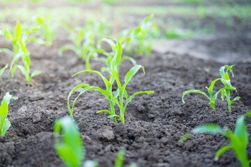 Young green corn grows close-up in a garden bed. Corn sprouts in the process of growing