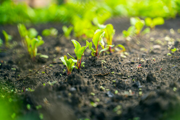 Leaves of a young beetroot close-up growing in the soil on a garden bed
