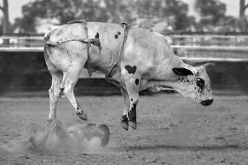 Cowboy Bucked Off Bucking Bull