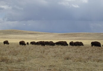 Fototapeta na wymiar Bison Bison Herd