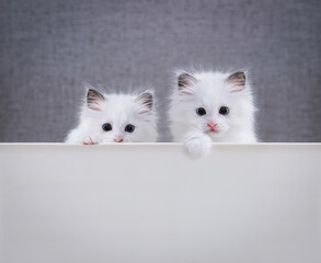 놀란 표정이 귀엽고 예쁜 하얀색 어린 고양이 렉돌 두마리가 발을 얹고 귀여운 포즈로 바라보고 있습니다.

