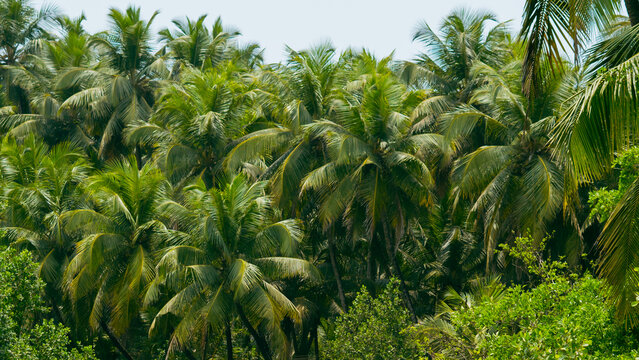 Coconut trees near river bank in Honnavar
